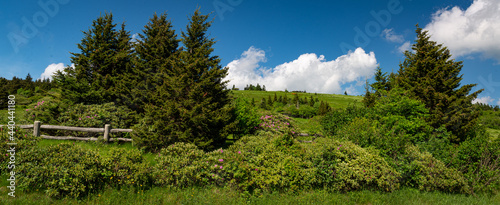 Fraser fir (Abies fraseri) and catawba rhododendrons (Rhododendron catawbiense) in Roan Mountain State Park in Tennessee in mid-June. 
