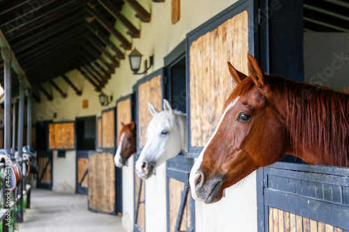 Head of the thoroughbred horse looking over the wooden stable doors. Close up, copy space for text, background.