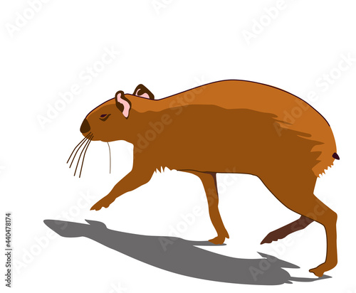 A funny South American and Central American rodent agouti is running somewhere - in motion. Naturalistic vector illustration isolated on white background. Looks like a large rat with a short tail