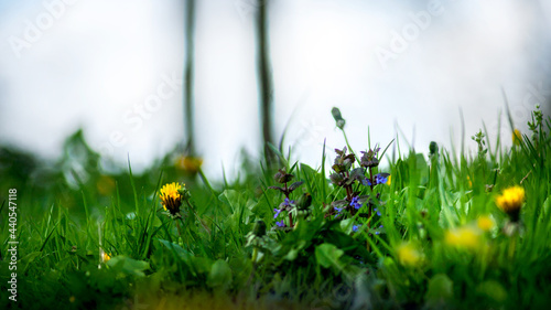 Wiosenna letnia malownicza łąka w ciepłych promieniach popołudniowej pory dnia.