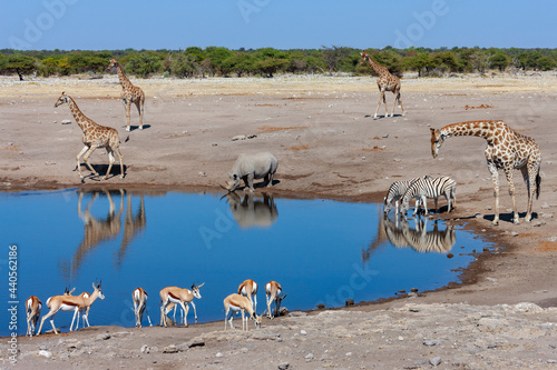 Busy waterhole in Etosha National Park in Namibia, Africa. Giraffe, Black Rhinoceros, Zebra and Springbok antelopes.