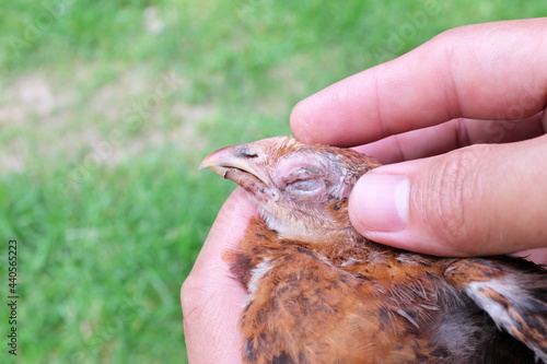 Hand holding a sick blind chicken infected with infectious coryza infection on swelling eyes.