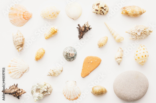 A pattern of white and beige sea shells on white background,flat lay
