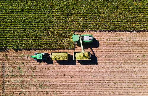 Corn harvest in the fields with transporter and harvester from above, aerial shot