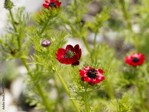 Adonis aestivalis | Adonis d'été ou goutte de sang à fleurs rouge vif au sommet d'une tige garnie d'un feuillage découpé vert