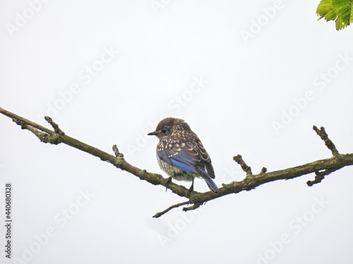 Bluebird Perched on Branch: A juvenile male Eastern bluebird is perched in a high branch with a cloudy sky in the background