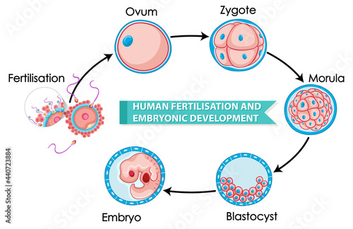 Human fertilisation and embryonic development