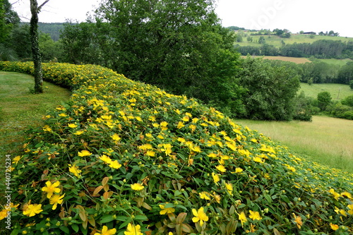 A bank of Hypericum calycinum aka Rose of Sharon, 