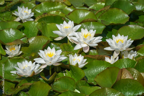 Nenuphar. Water lily. Flowers in the water.