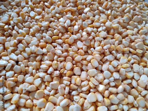 Closeup view of fresh and raw corn