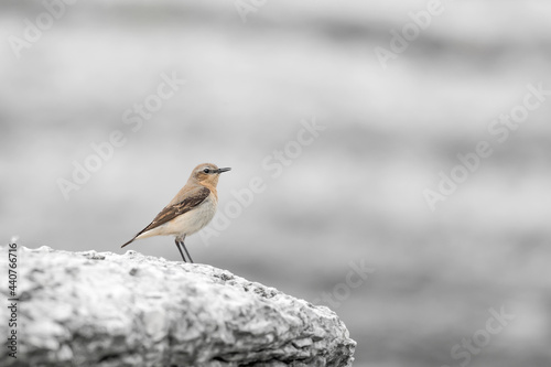 The northern wheatear or wheatear (Oenanthe oenanthe)