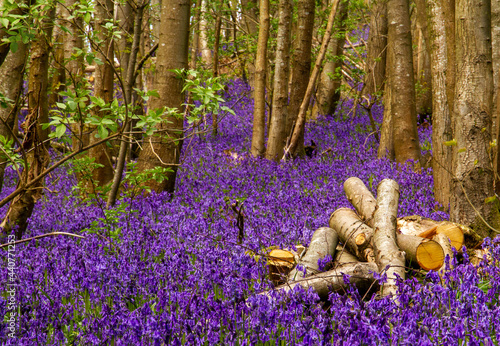Fabulous Bluebells in the woods near Sevenoaks, Kent, UK 