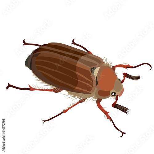 may beetle in brown color, nature, isolated object on white background, vector illustration,