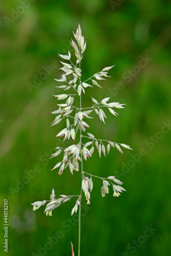 Annual meadow grass // Einjähriges Rispengras (Poa annua)