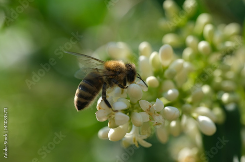 pszczoła na jaśminie