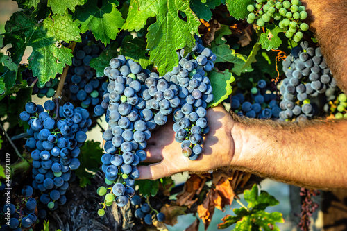 Cabernet Sauvignon grapes