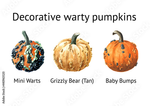 Decorative warty pumpkins set. Mini Warts, Grizzly Bear, Baby Bumps. Watercolor hand drawn illustration isolated on white background