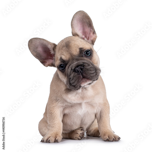 Adorable fawn French Bulldog puppy, sitting up facing front. Looking curious towards camera with blue eyes and cute head tilt. Isolated on a white background.