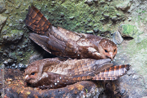 Vetvogel, Oilbird, Steatornis caripensis