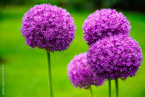 purple allium flowers in a garden with green background 