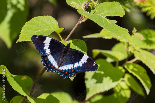 Limenitis arthemis, the red-spotted purple or white admiral