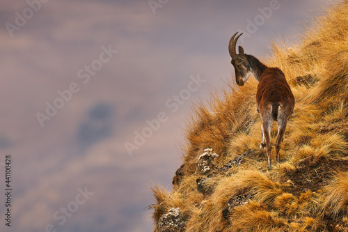 Walia ibex, Capra walie, rare endemic mountain animal in the nature habitat, Siminen Mountains NP, Ethiopia in Africa. Horn mammal in mountain grass meadow on the top of the hill.