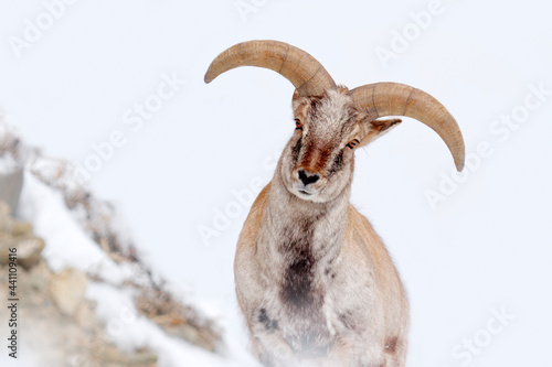 Bharal blue Sheep, Pseudois nayaur, in the rock with snow, Hemis NP, Ladakh, India in Asia. Bharal in nature snowy habitat. Face portrait with horns of wild sheep. Wildlife scene from Himalayas.