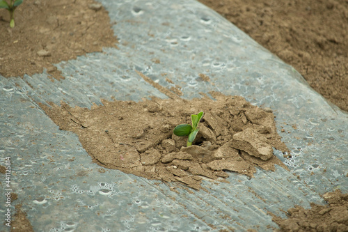 Green bean sprout growing in dusty dry soil