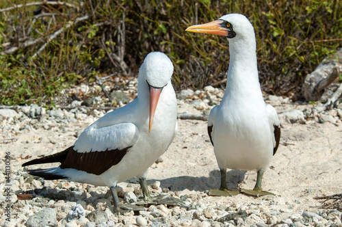 Nazca Booby, Sula granti