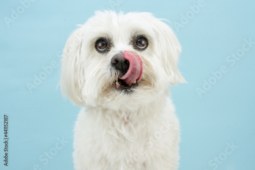 Portrait maltese dog licking its lips. Isolated on blue colored background