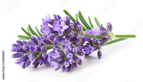 Lavender flowers isolated on white background