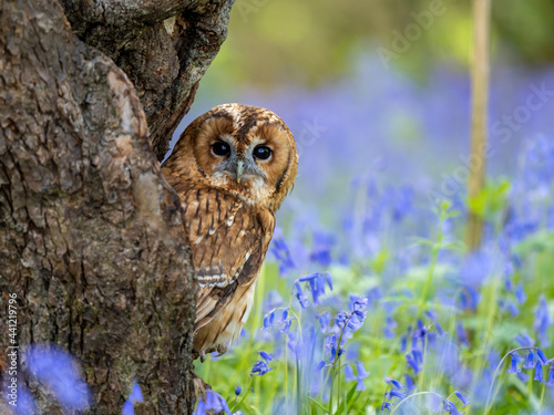 Tawny Owl Perched in the Bluebells