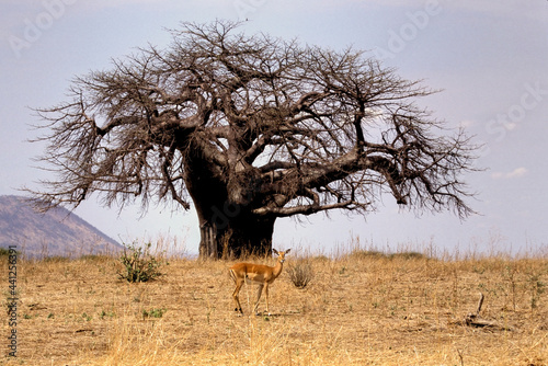 Impala Gazelle Aepyceros Melampus devant un Baobab en Tanzanie