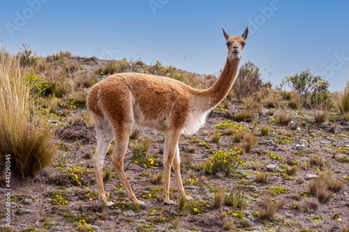 A single vicuna from the Chimborazo Reserve in Ecuador.