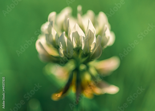 kwiat koniczyny białej, koniczyna rozesłana (Trifolium repens)