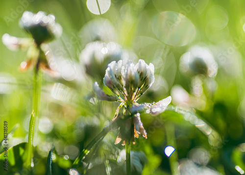 Koniczyna biała, koniczyna rozesłana (Trifolium repens) na zielonym tle traw