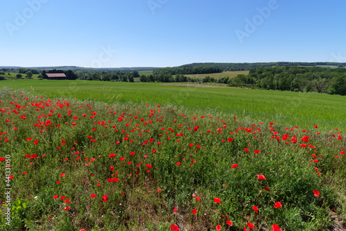 Poppies in the hills of the Reims Mountain Regional Nature Park 