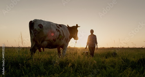 A female farmer walks with a bucket to her cow at sunset. Small agribusiness concept