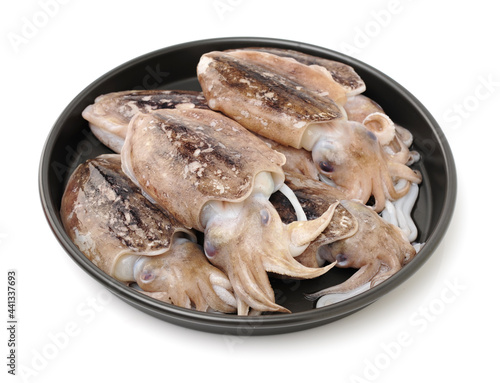 Raw cuttlefish on white background.