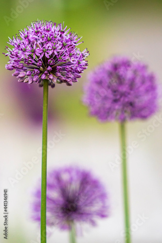 close up of a purple flower