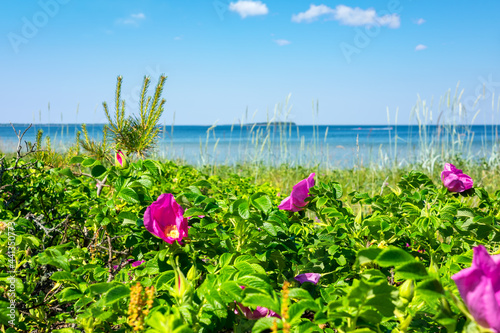 Rose hip bushes on a seashore. Estonia
