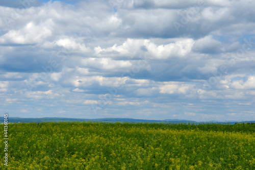 Fields of yellow flowers in the Canadian countryside in Quebec