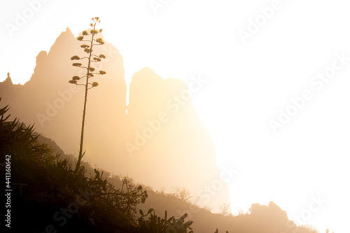 The sun at sunset shows the silhouettes of the mountains and the vegetation in Tenerife, Canary Islands.