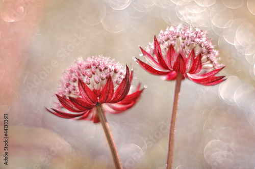 Czerwone kwiaty. Astrantia