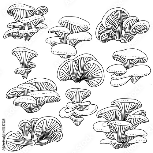 Doodle freehand sketch drawing collection set of oyster mushroom vegetable.
