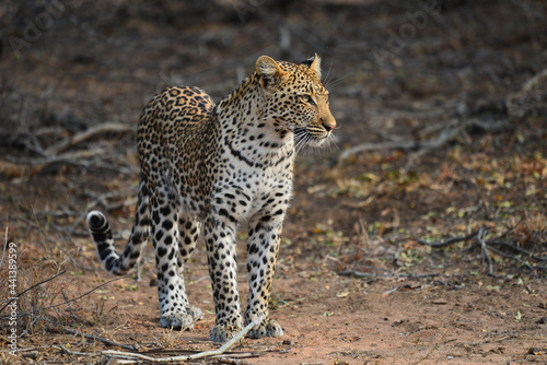 An african leopard (Panthera pardus pardus) stalking a prey, Greater Kruger area, South Africa