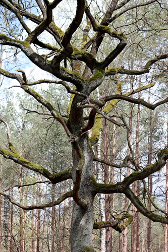 the tree you pass every day, and when you take the camera, you only see what you normally cannot see