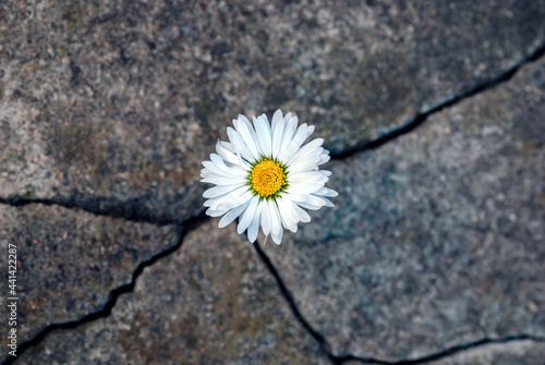 White daisy flower in the crack of an old stone slab - the concept of rebirth, faith, hope, new life, eternal soul