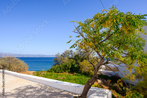 Tree on the terrace overlooking the Aegean Sea. Piso Livadi, Paros island, Greece