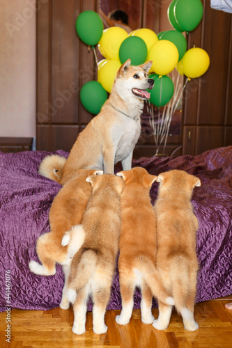 Happy akita inu dog family.Proud mother posing with her puppies